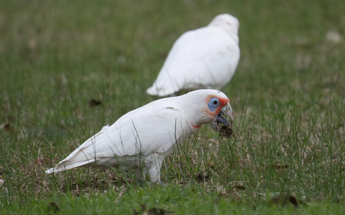 Long-billed Corella - ML638663200