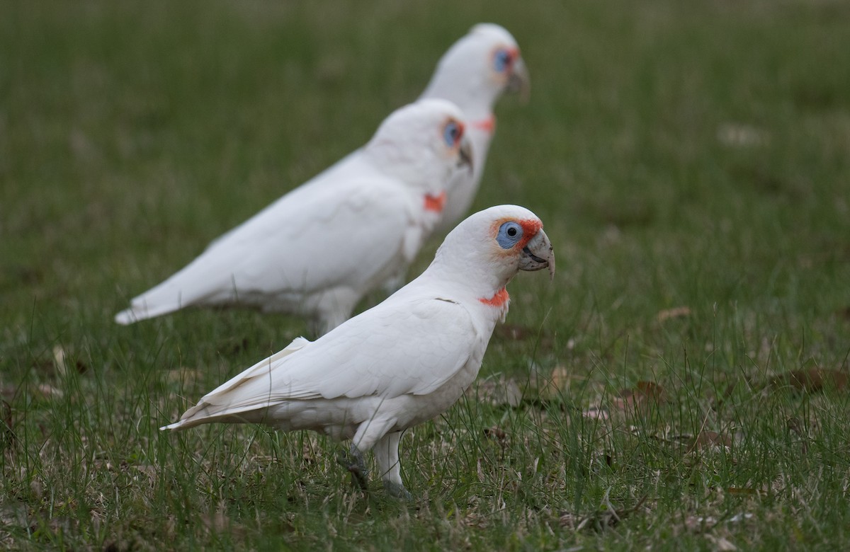 Long-billed Corella - ML638663203
