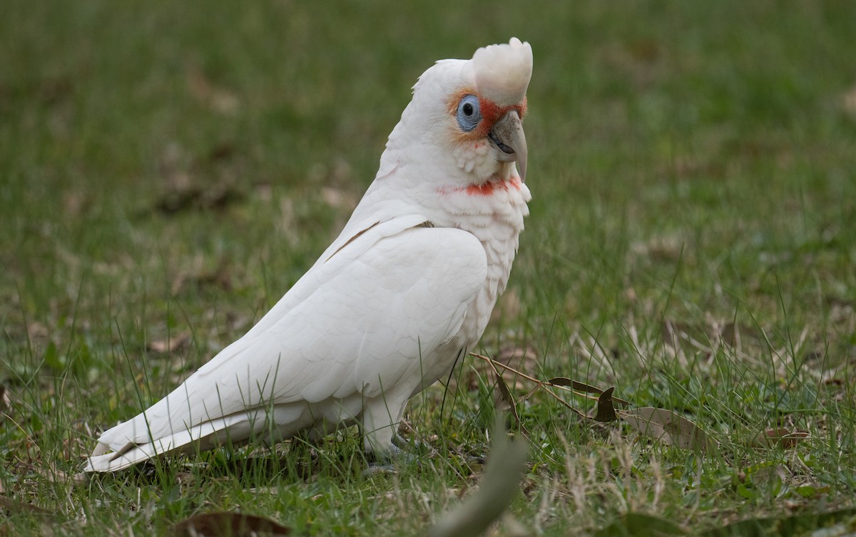 Long-billed Corella - ML638663206