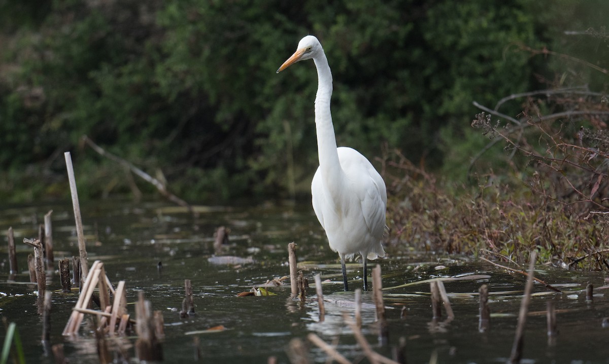Great Egret - ML638663242