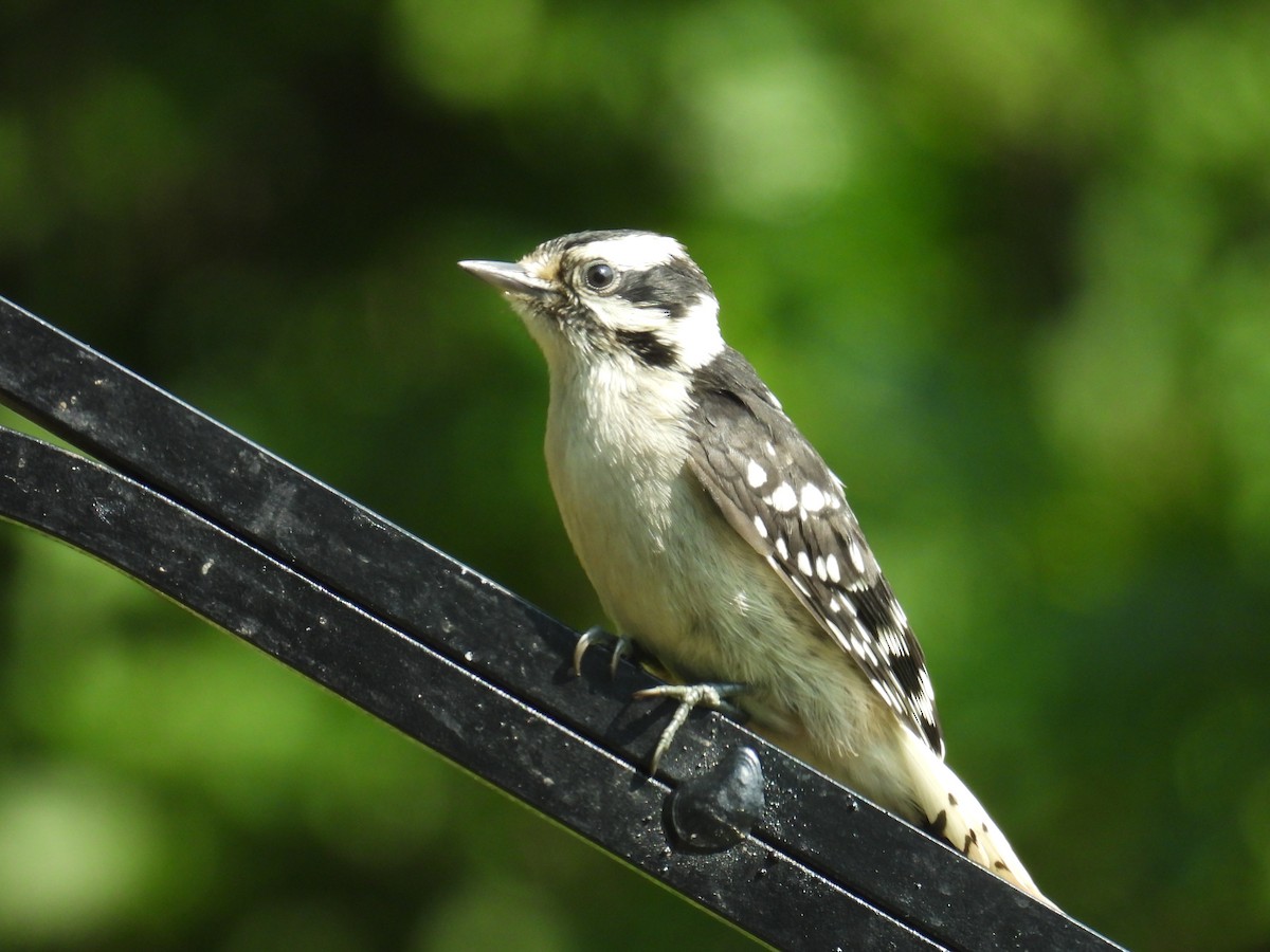 Downy Woodpecker - ML638663248