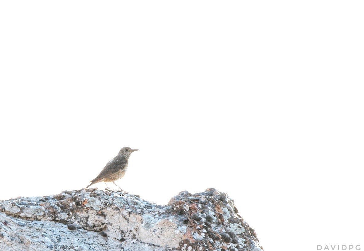 Rufous-tailed Rock-Thrush - ML638663260