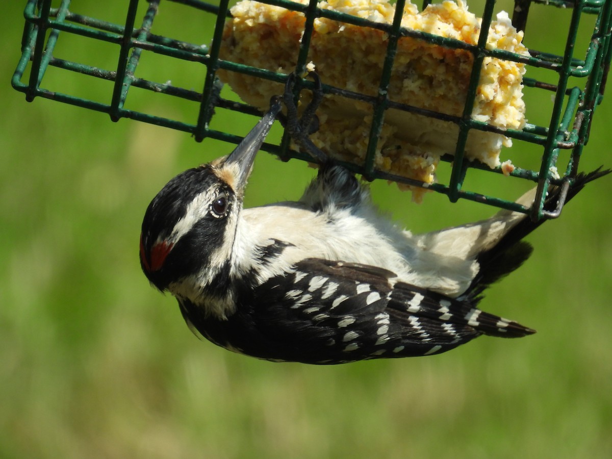 Hairy Woodpecker - ML638663261