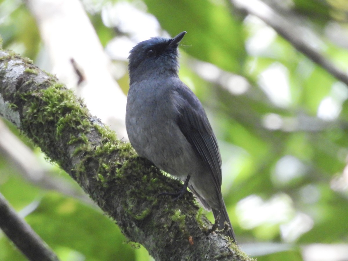 Dull-blue Flycatcher - ML638663276