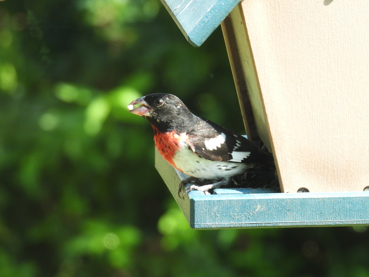 Rose-breasted Grosbeak - ML638663281