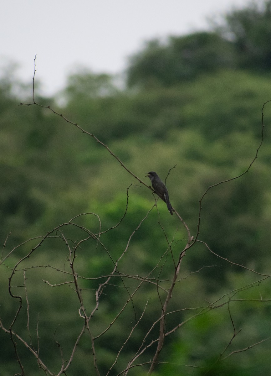 Gray-bellied Cuckoo - ML638663295