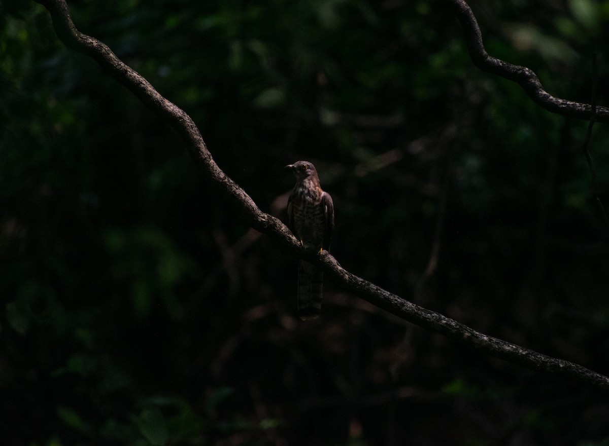 Common Hawk-Cuckoo - ML638663297