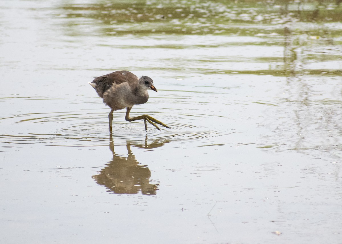 Eurasian Moorhen - ML638663303