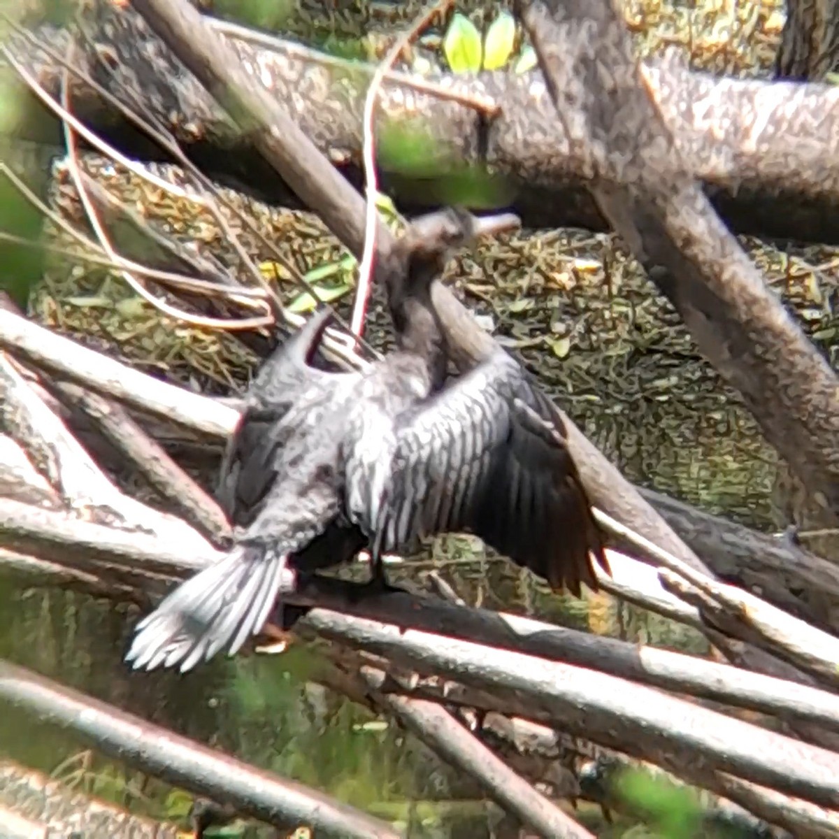 Little Cormorant - ML638663323