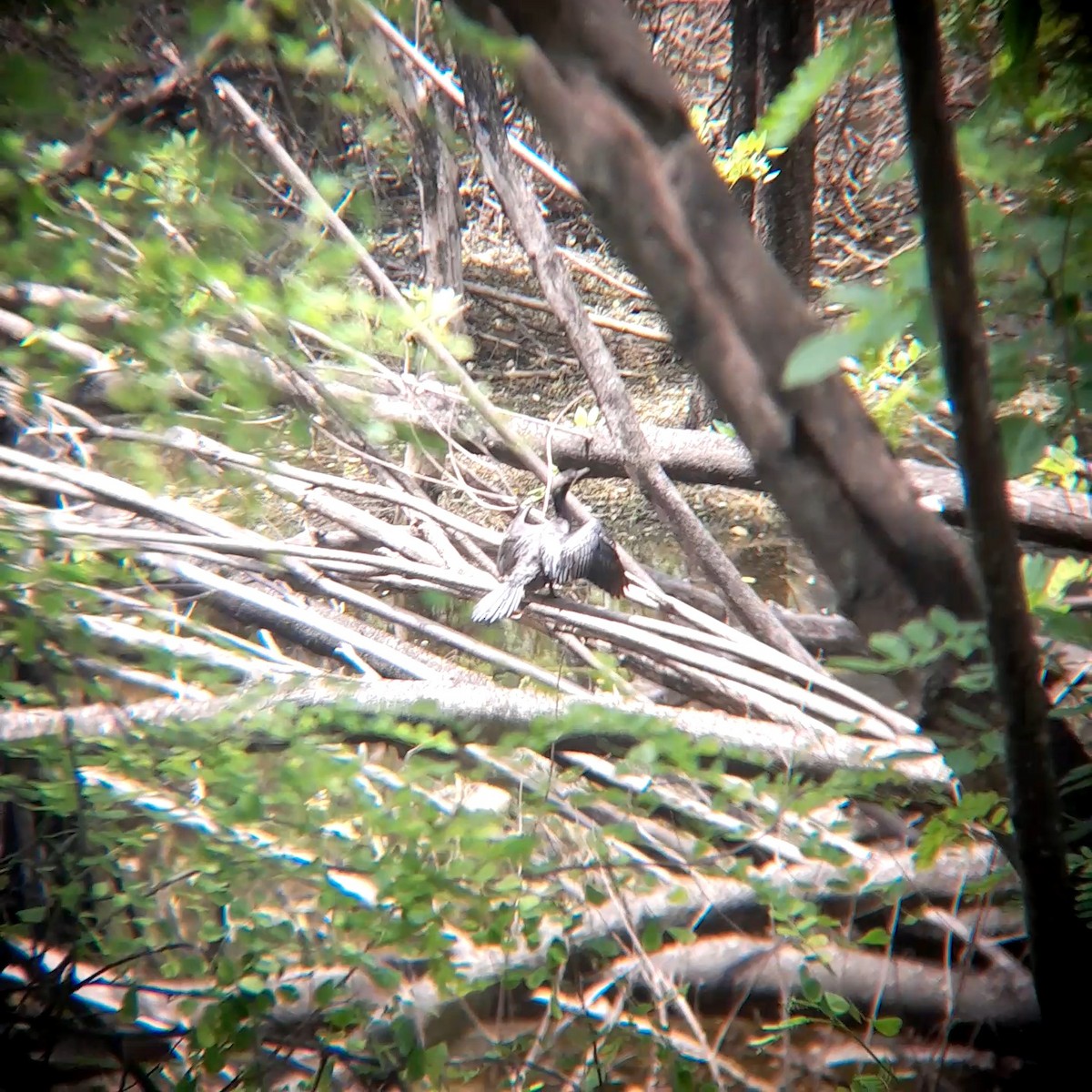 Little Cormorant - ML638663326