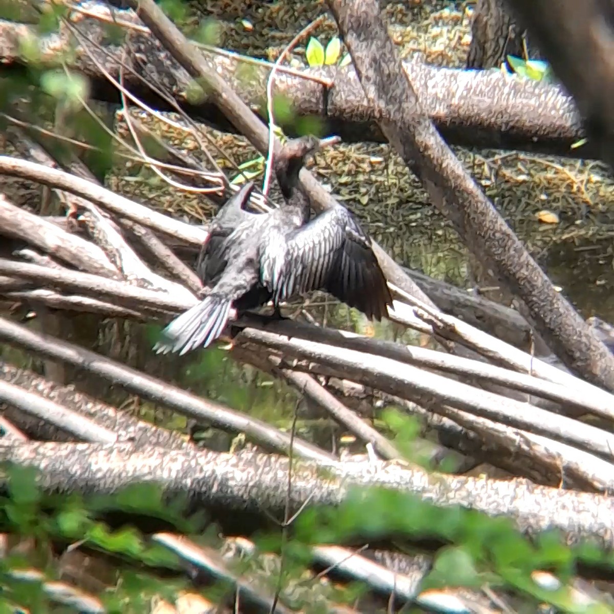 Little Cormorant - ML638663328