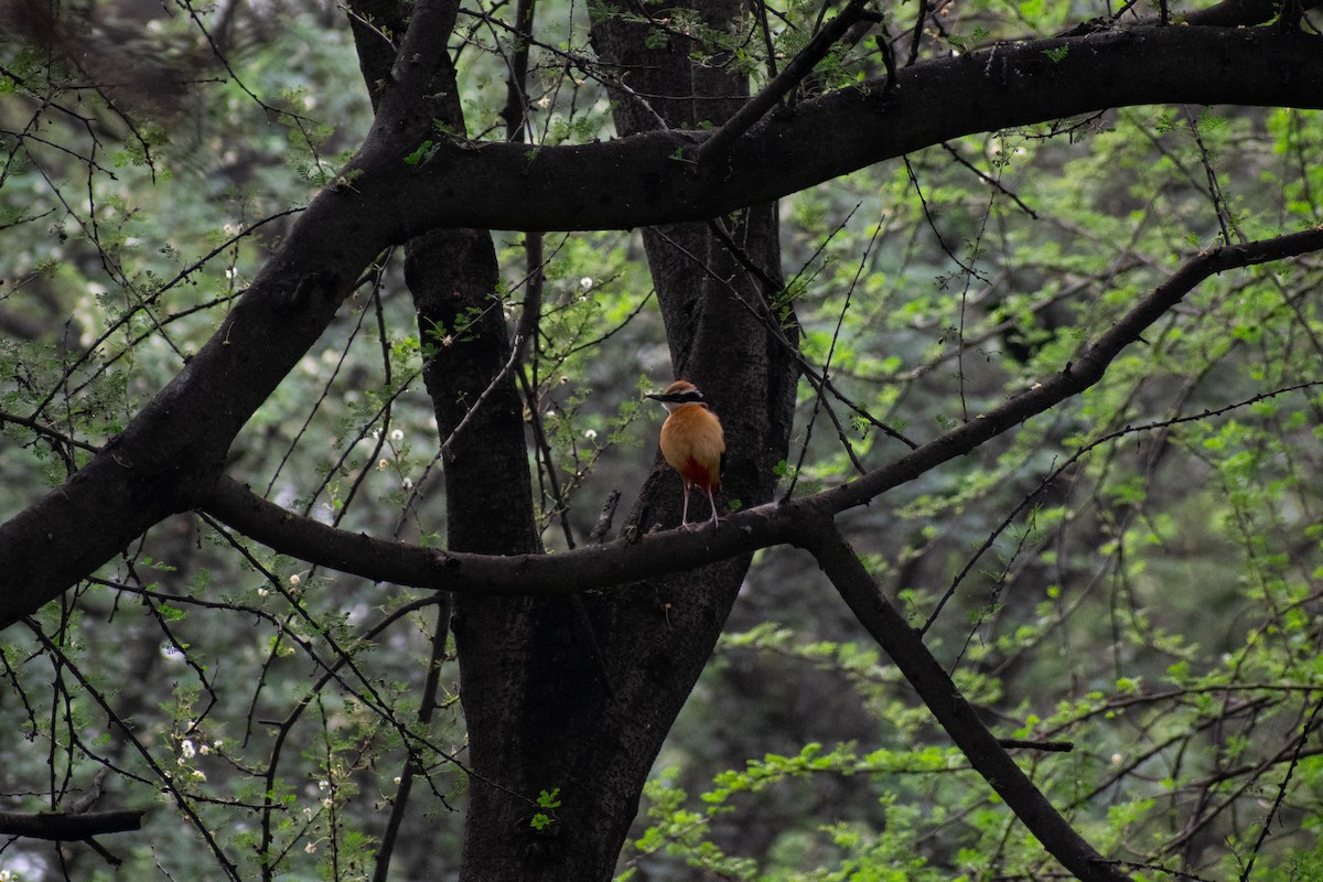 Indian Pitta - ML638663351