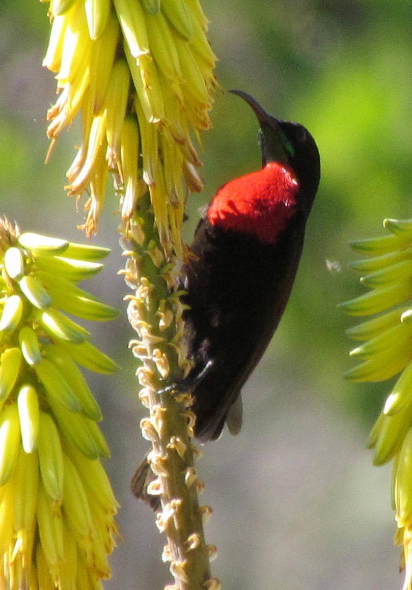 Scarlet-chested Sunbird - ML638663381