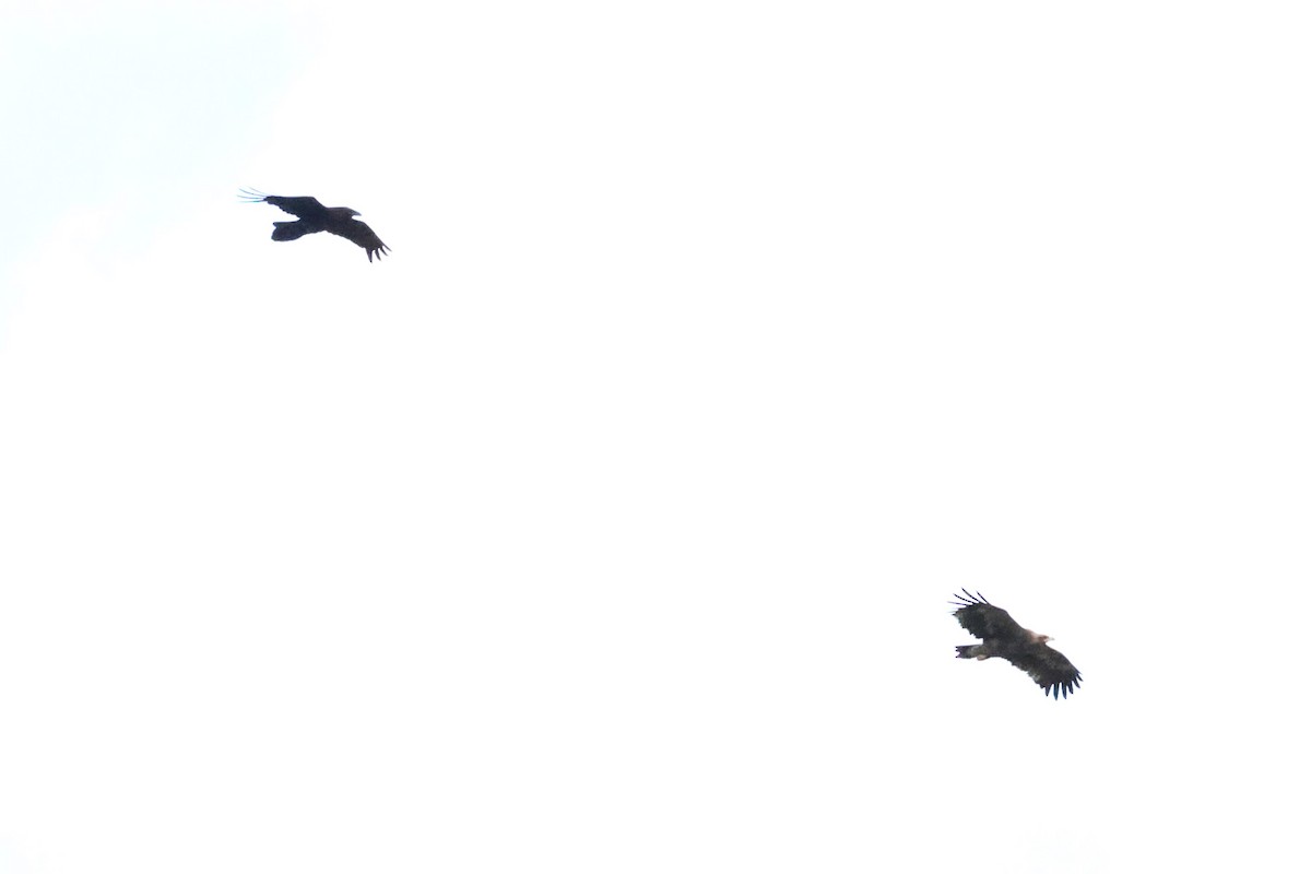 禿鼻鴉 - ML638663412