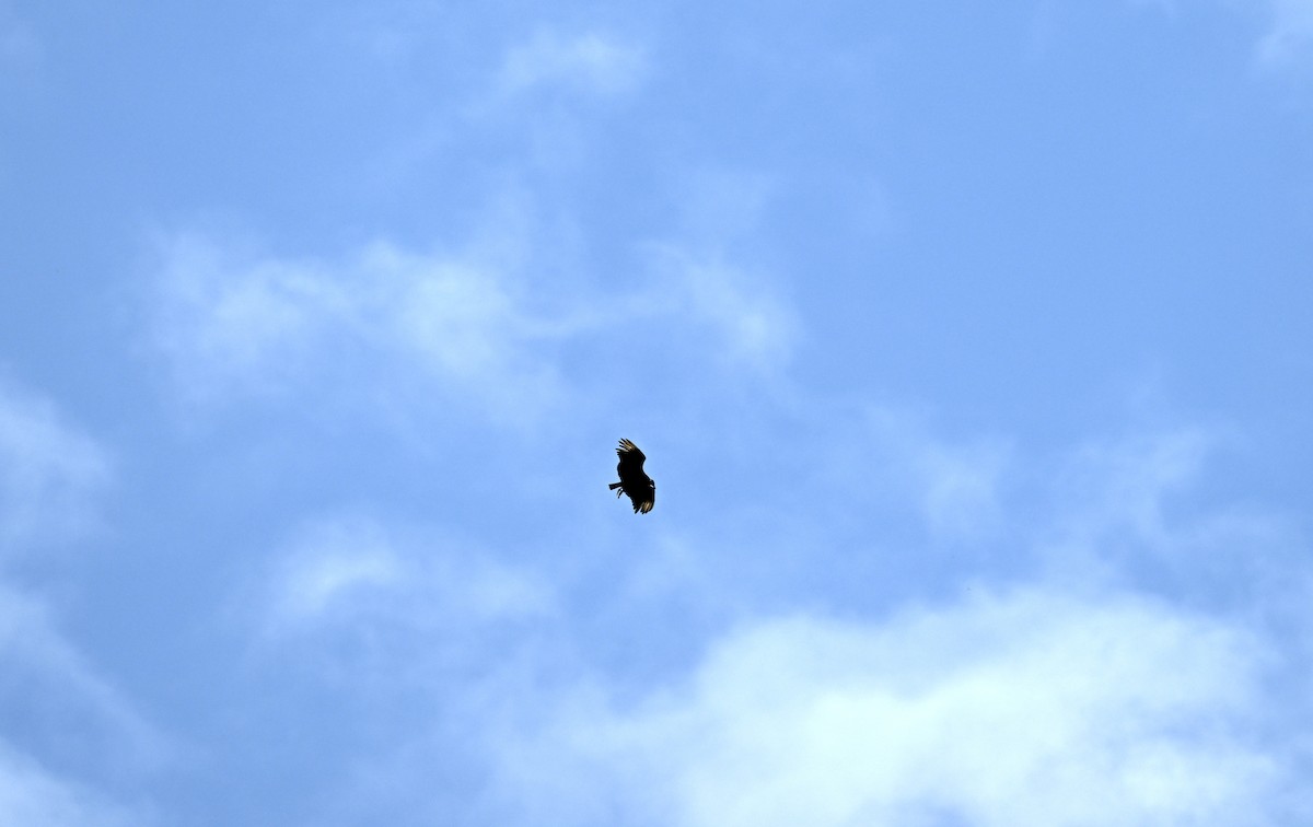 Black Vulture - ML638663421