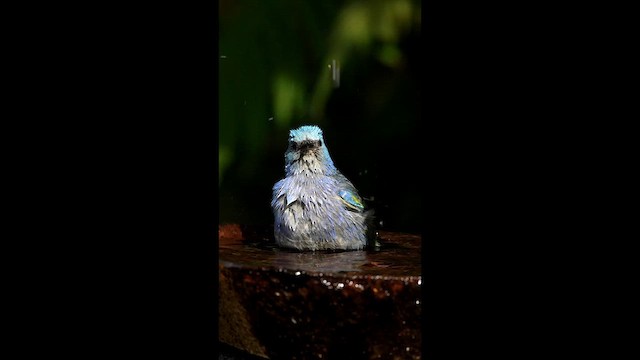 Golden-chevroned Tanager - ML638663427