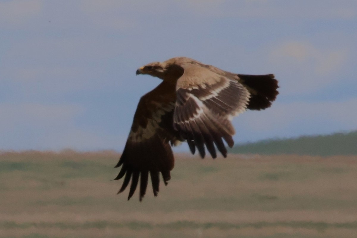 Steppe Eagle - ML638663467