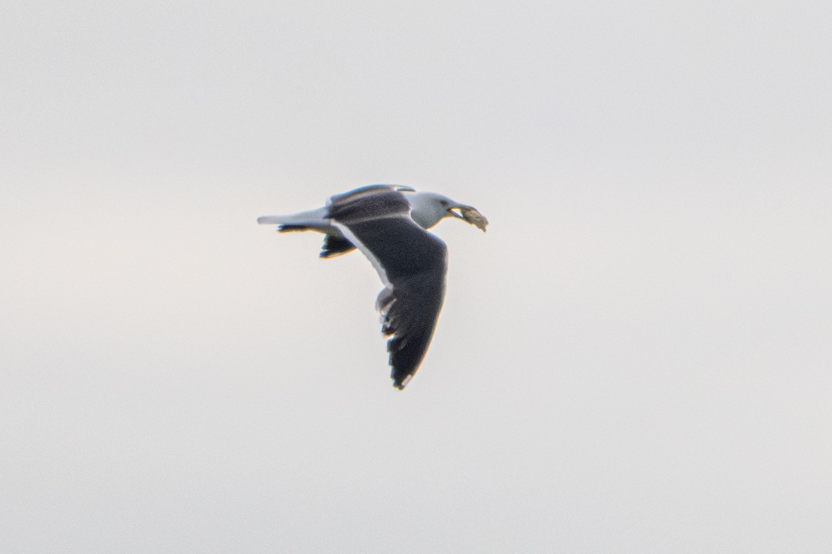 Lesser Black-backed Gull - ML638663500