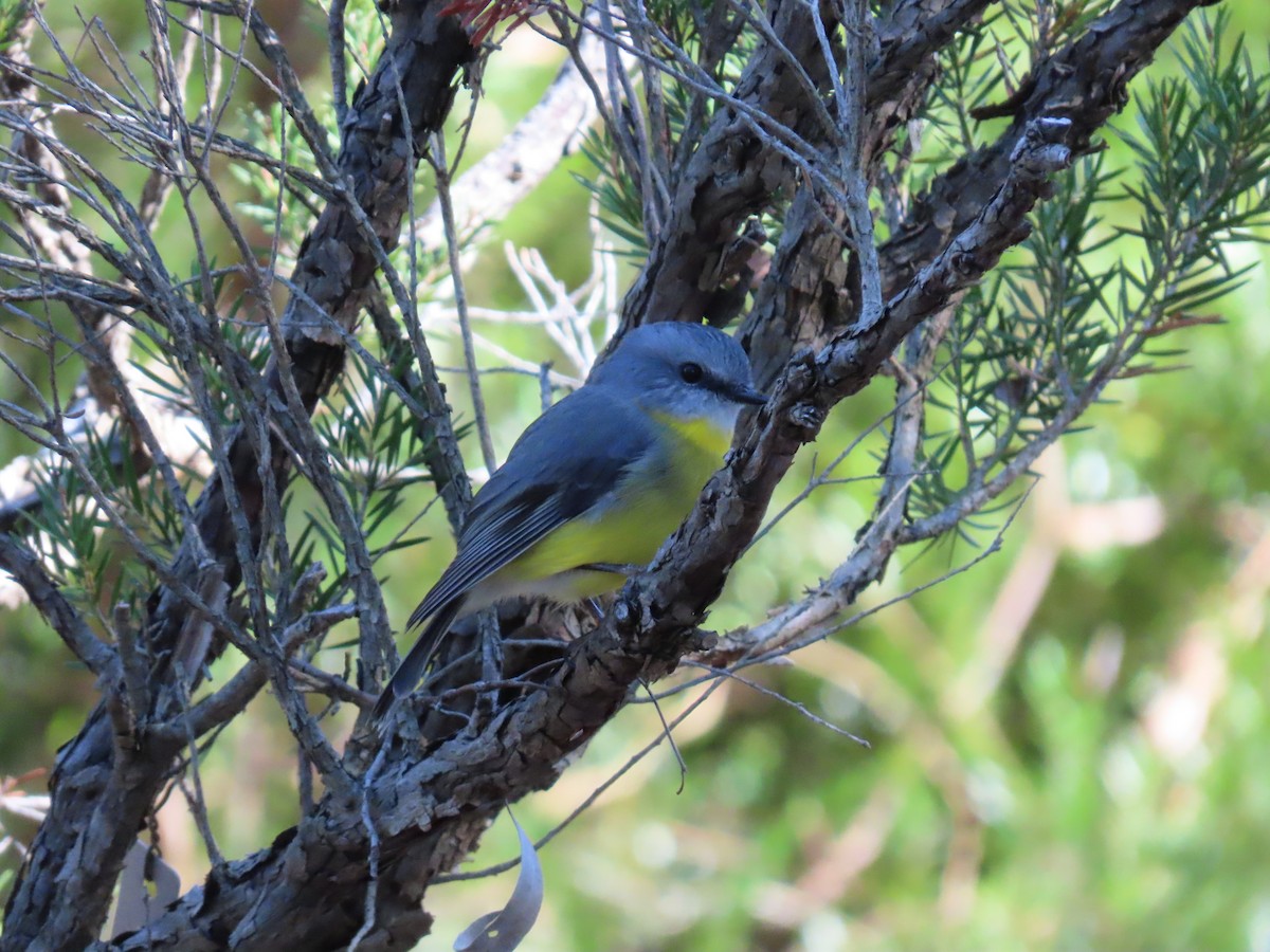 Eastern Yellow Robin - ML638663529