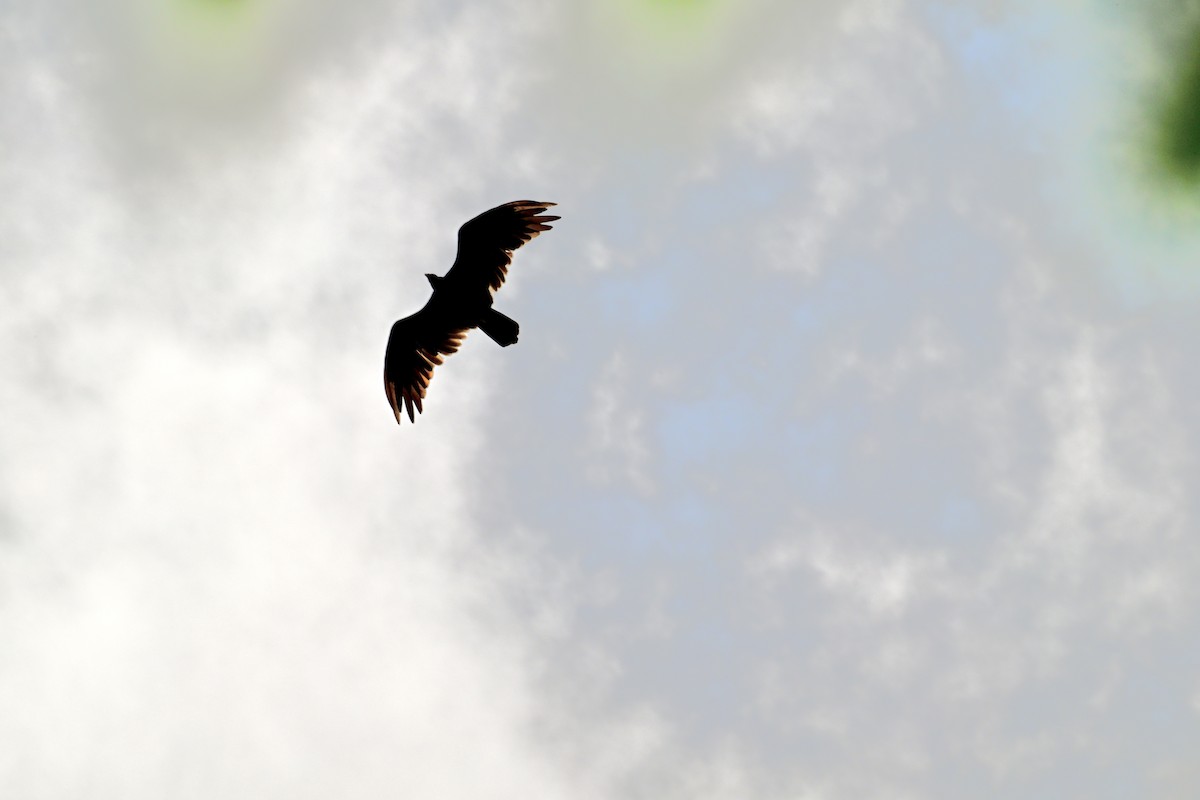 Turkey Vulture - ML638663552
