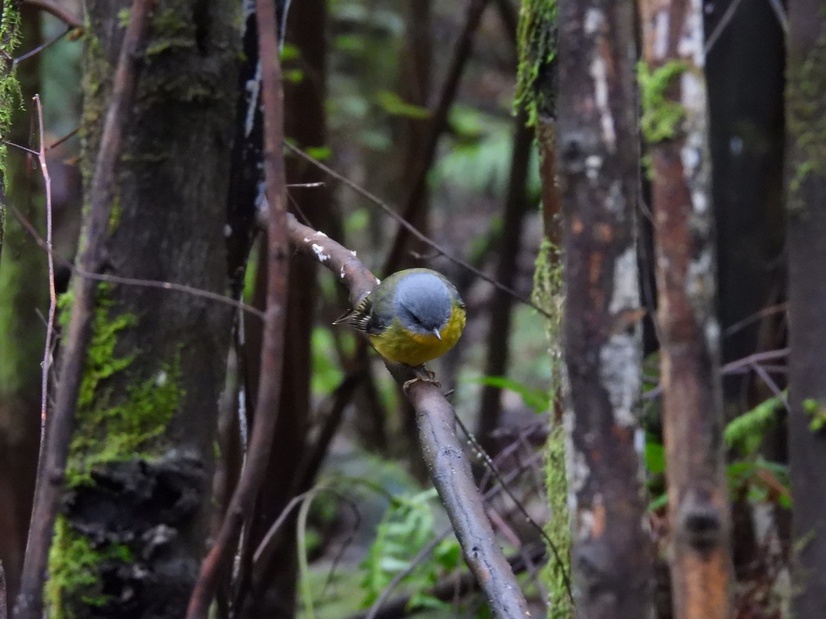 Eastern Yellow Robin - ML638663580