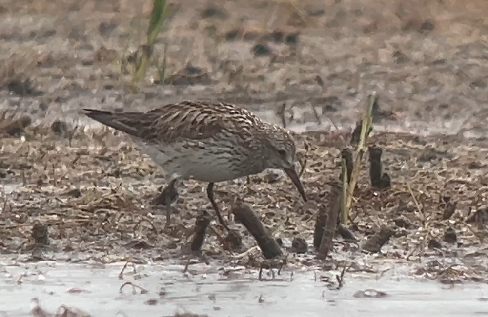 White-rumped Sandpiper - ML638663631