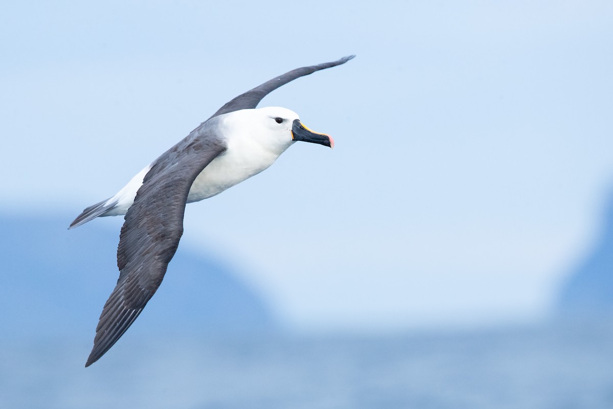 Indian Yellow-nosed Albatross - ML638663639