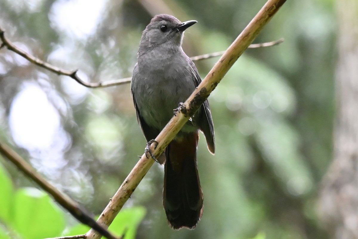 Gray Catbird - ML638663678