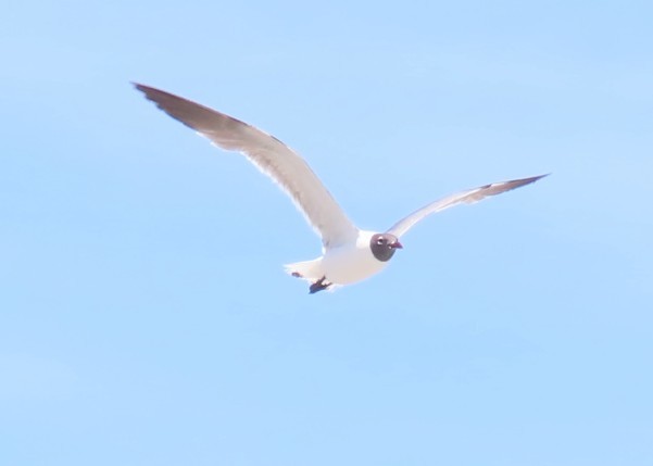 ワライカモメ - ML638663688
