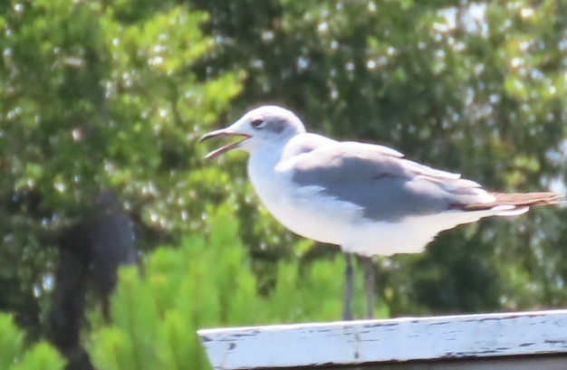 ワライカモメ - ML638663689