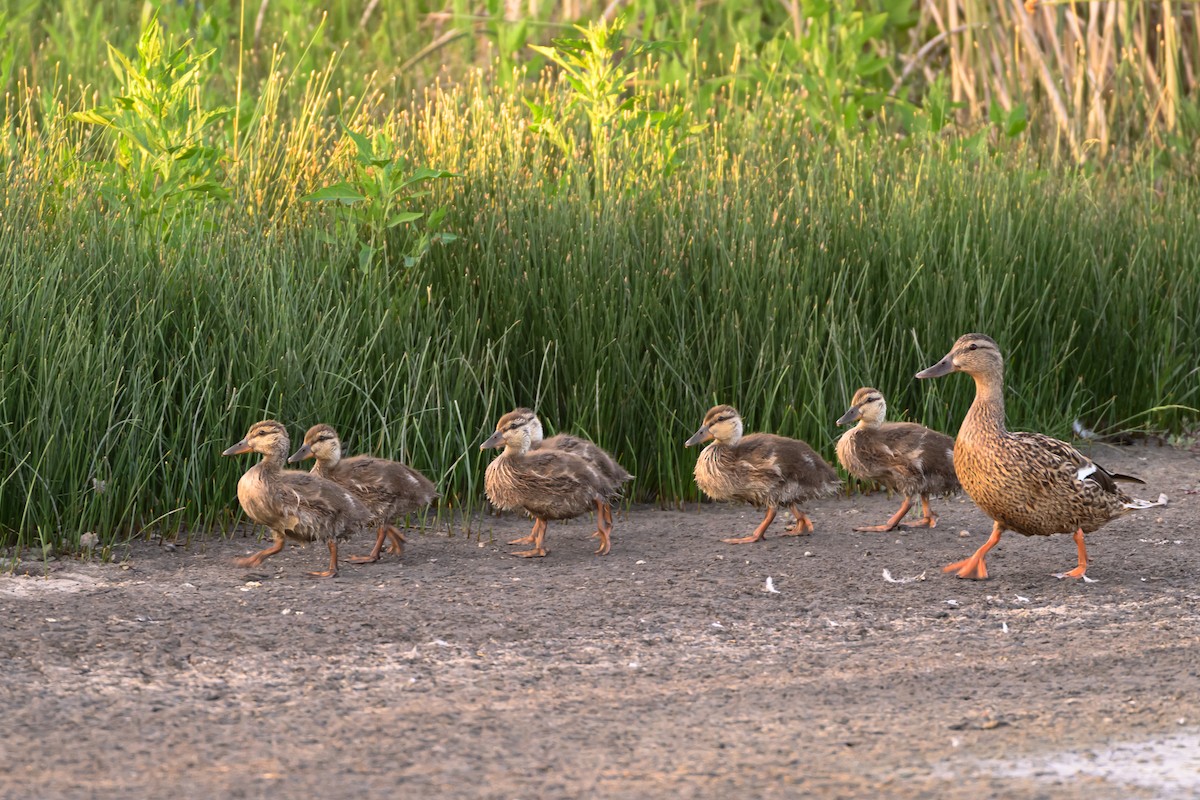 Mallard - ML638663706