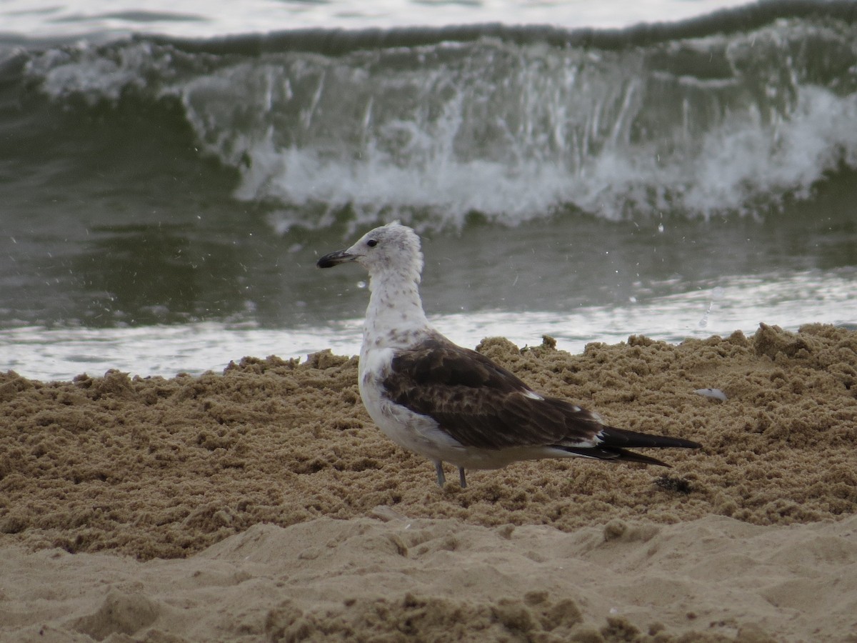 Lesser Black-backed Gull - ML638663708