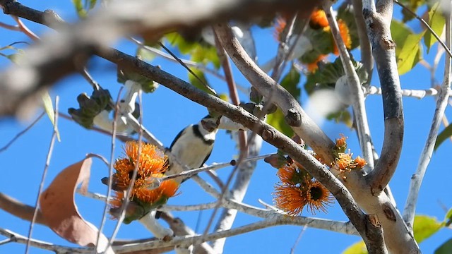 Banded Honeyeater - ML638663731