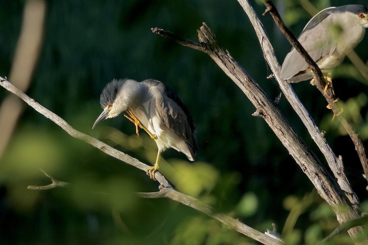 Black-crowned Night Heron - ML638663822