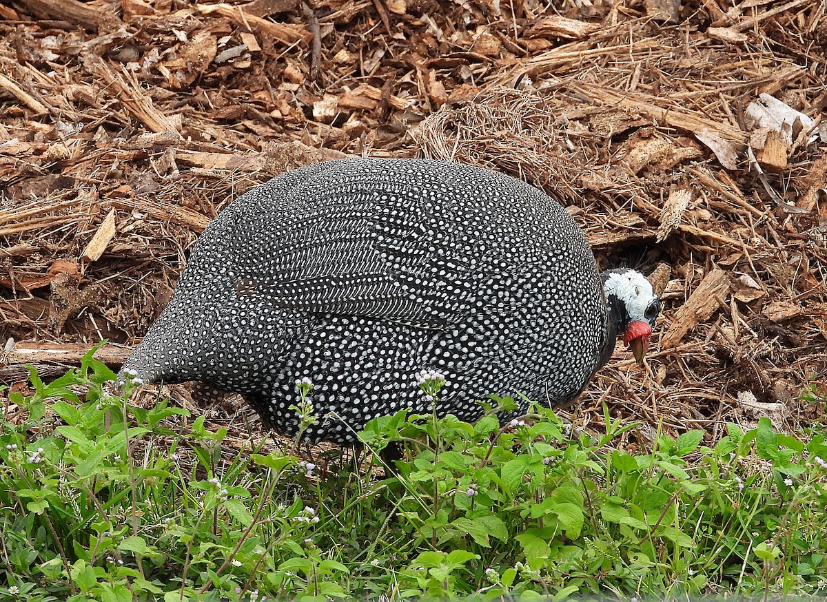 Helmeted Guineafowl (Domestic type) - ML638663845