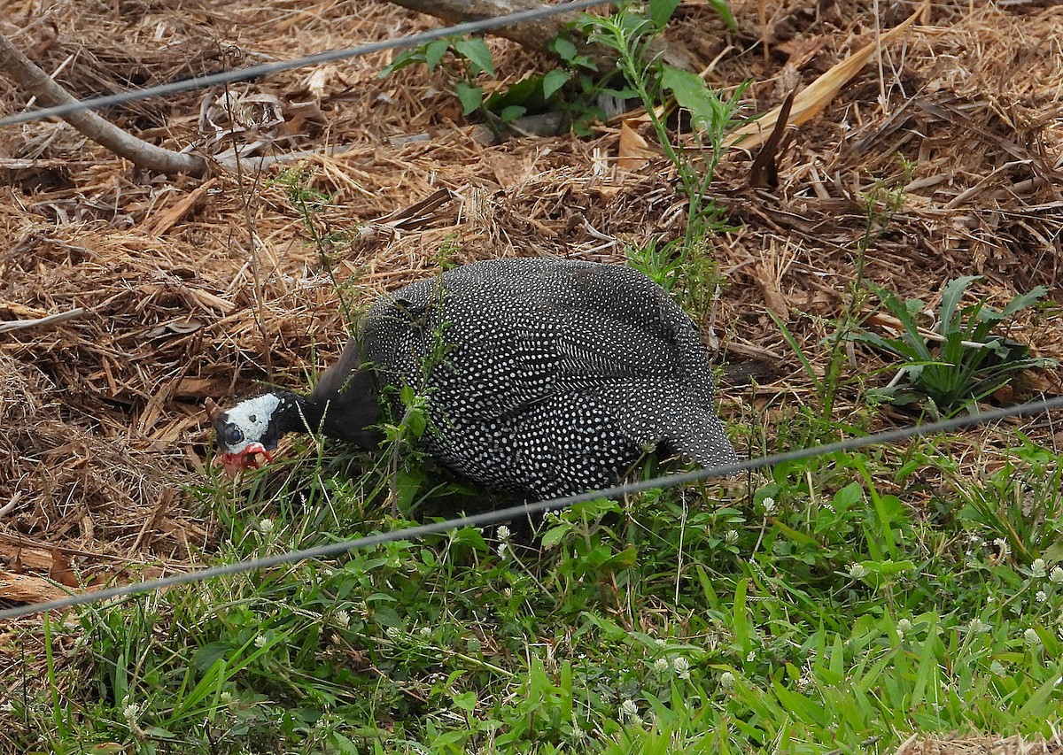 Helmeted Guineafowl (Domestic type) - ML638663847
