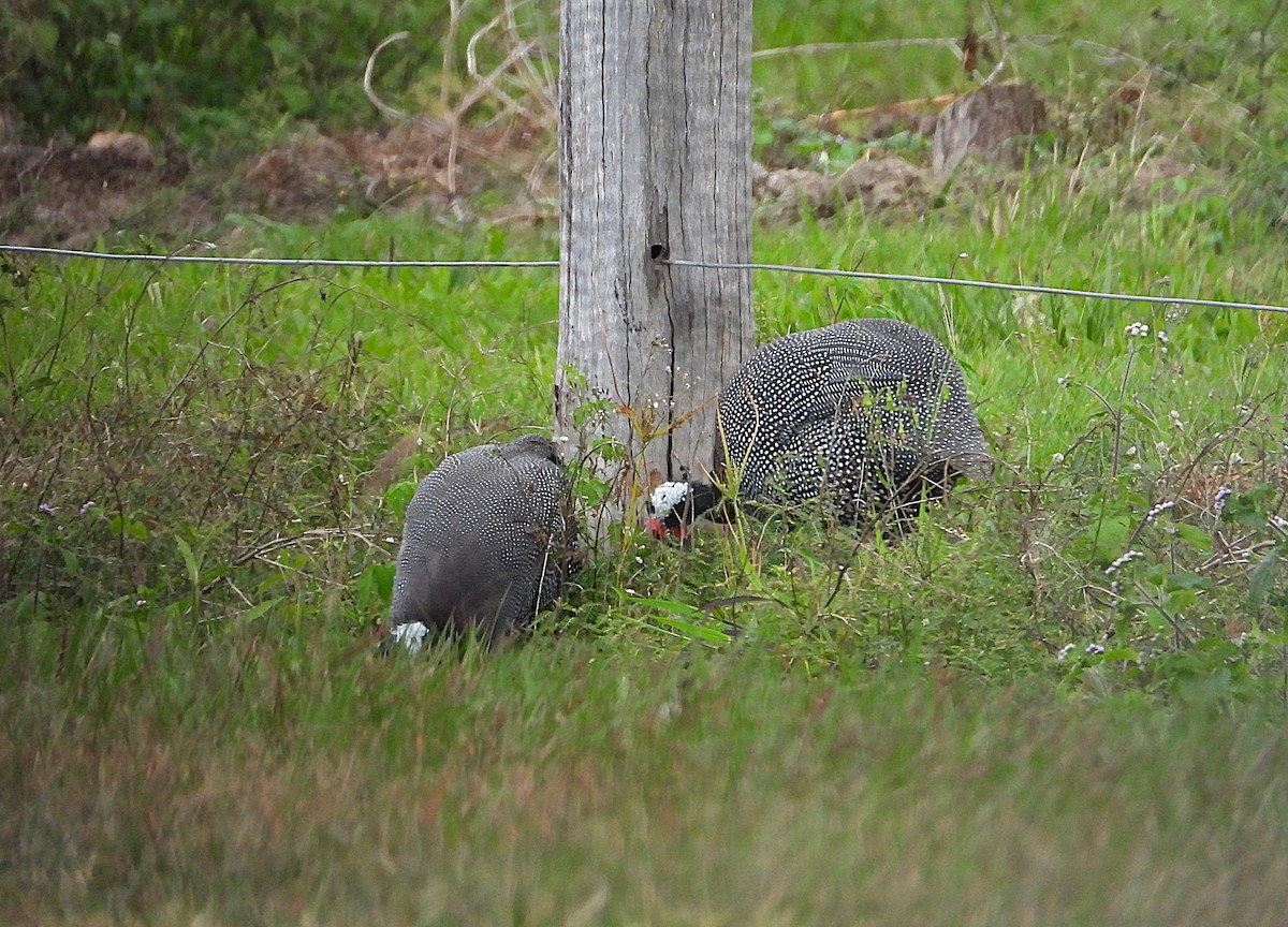 Helmeted Guineafowl (Domestic type) - ML638663848