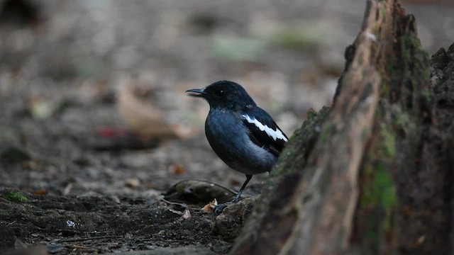 Oriental Magpie-Robin - ML638663856