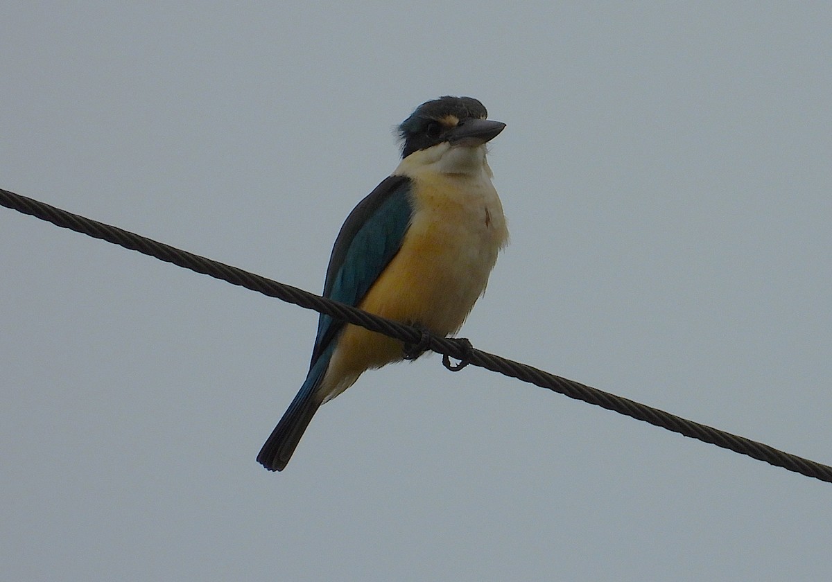 Sacred Kingfisher - ML638663896