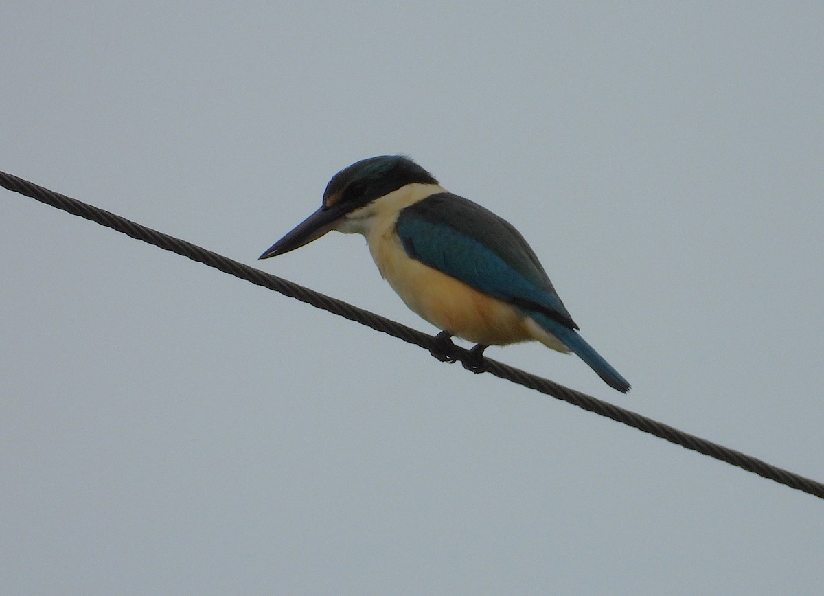 Sacred Kingfisher - ML638663897