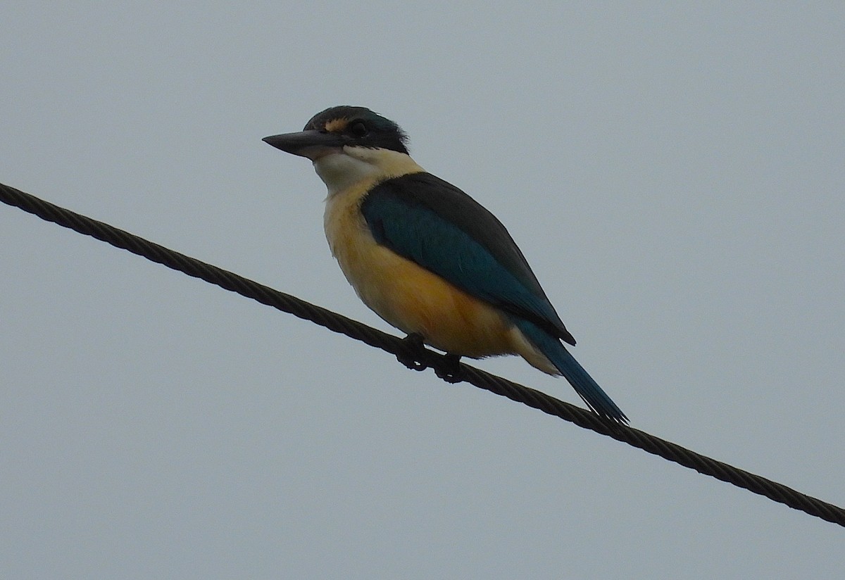 Sacred Kingfisher - ML638663899