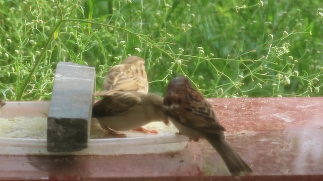 House Sparrow - ML638663944