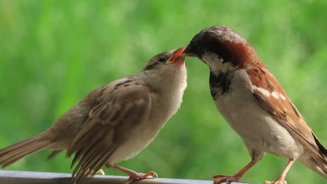 House Sparrow - ML638663956