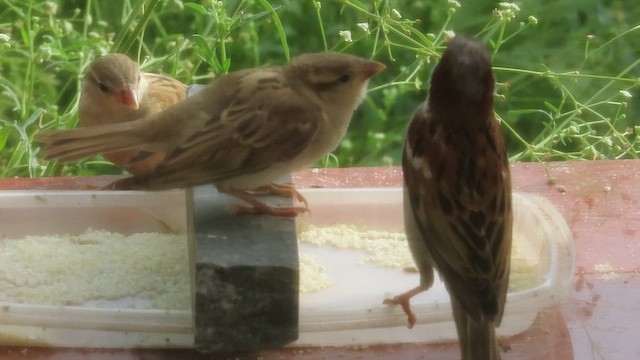 House Sparrow - ML638663957