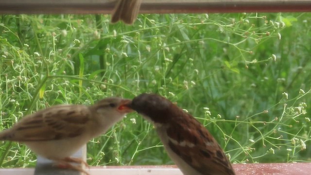 House Sparrow - ML638663959