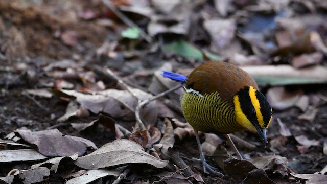 Bornean Banded-Pitta - ML638663967