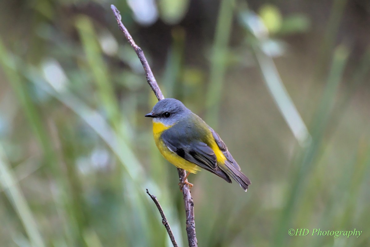 Eastern Yellow Robin - ML638663989