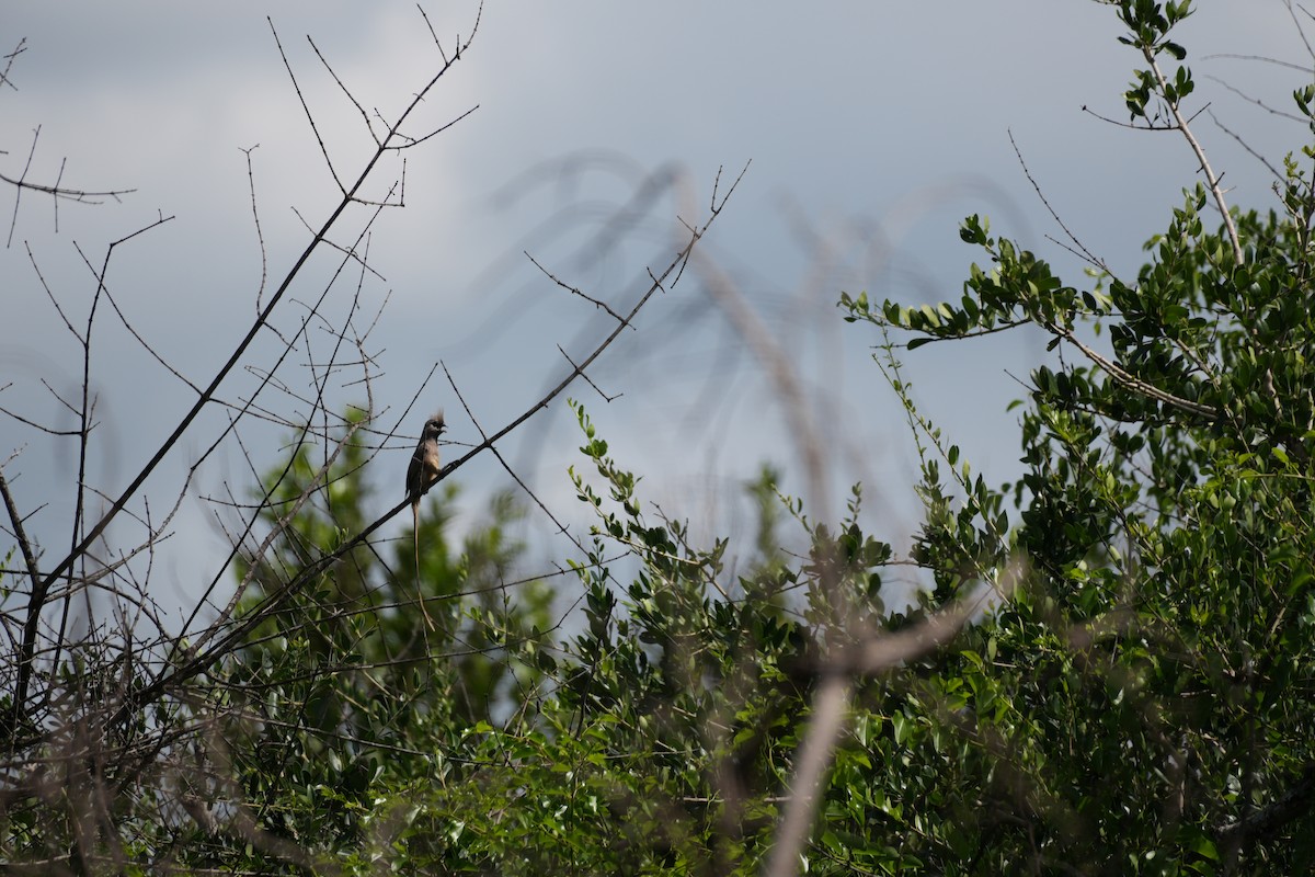 Speckled Mousebird - ML638664003