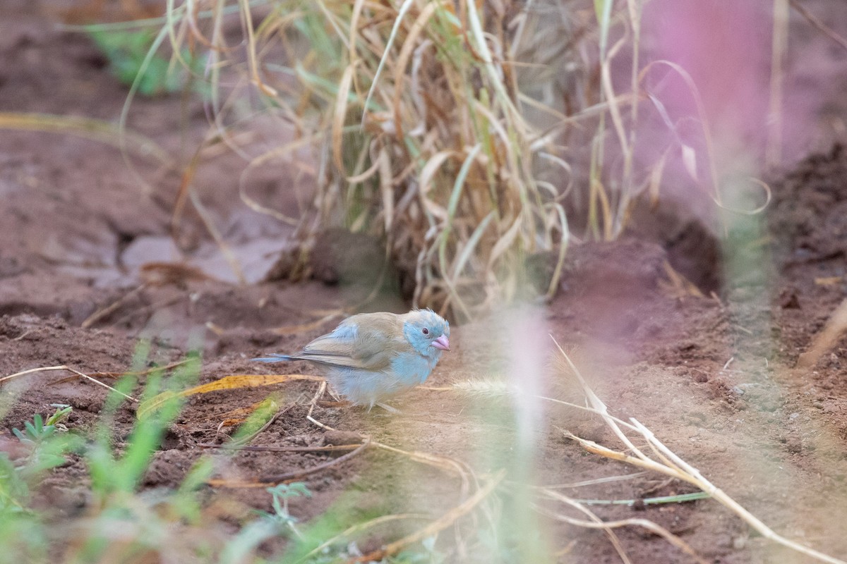 Blue-capped Cordonbleu - ML638664006