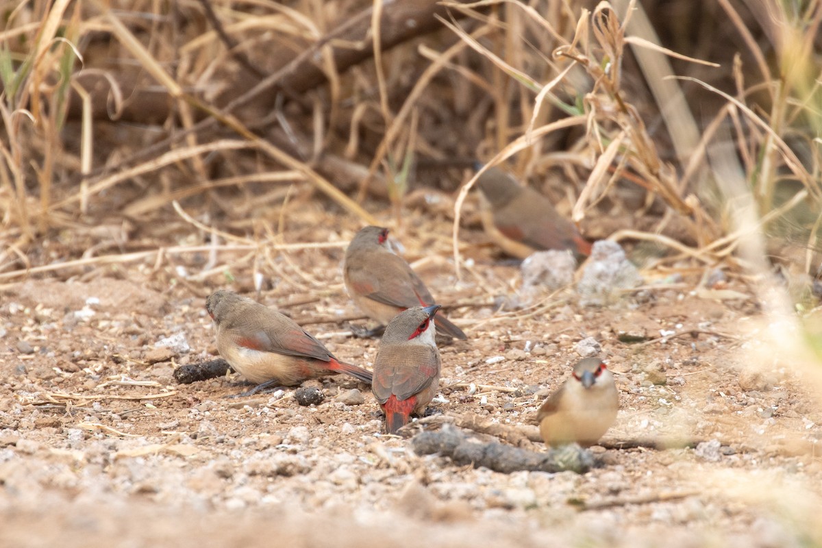 Crimson-rumped Waxbill - ML638664011